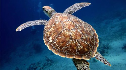 UK INTRODUCES LANDMARK LEGISLATION TO PROTECT WORLD’S OCEAN