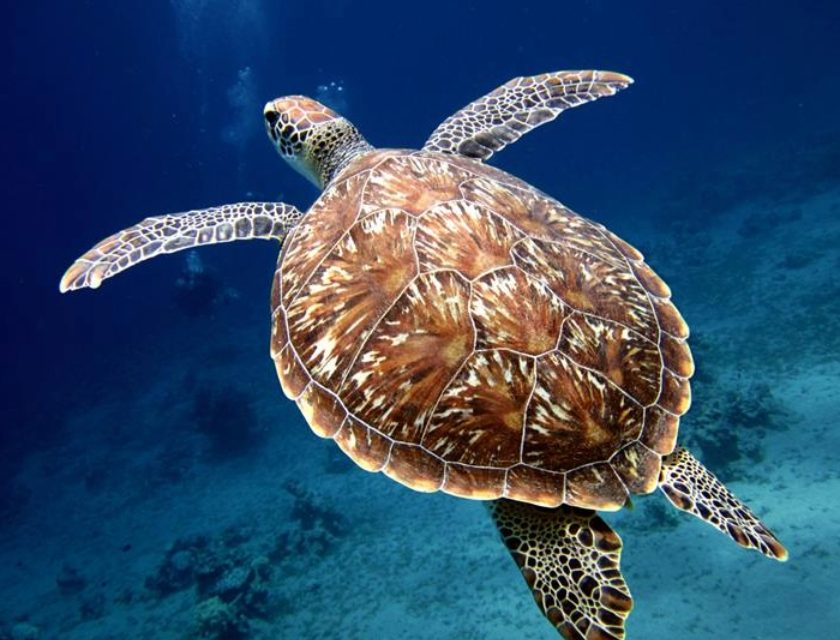 UK INTRODUCES LANDMARK LEGISLATION TO PROTECT WORLD’S OCEAN