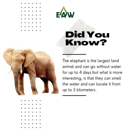 Intersting Fact about Elephant