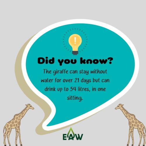 Giraffe Facts