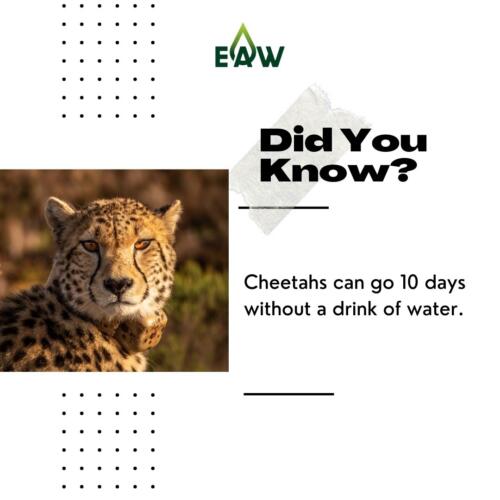 Cheetah Fact
