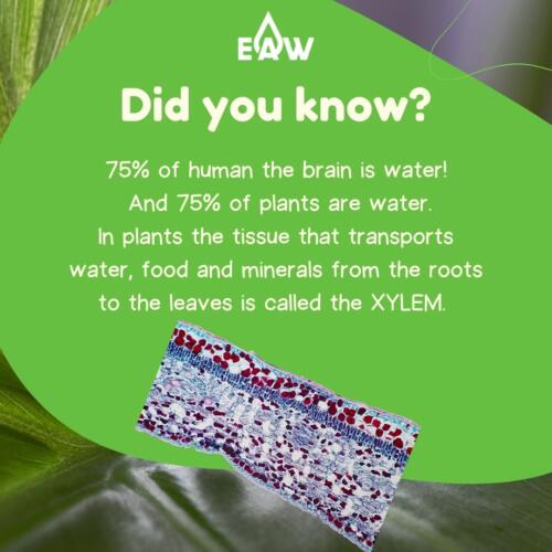 Water Facts